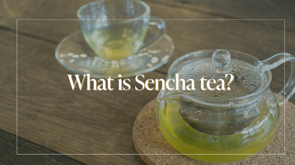 What is Sencha tea?