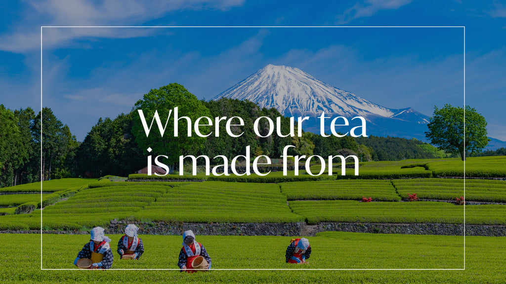 Where our tea is made from?